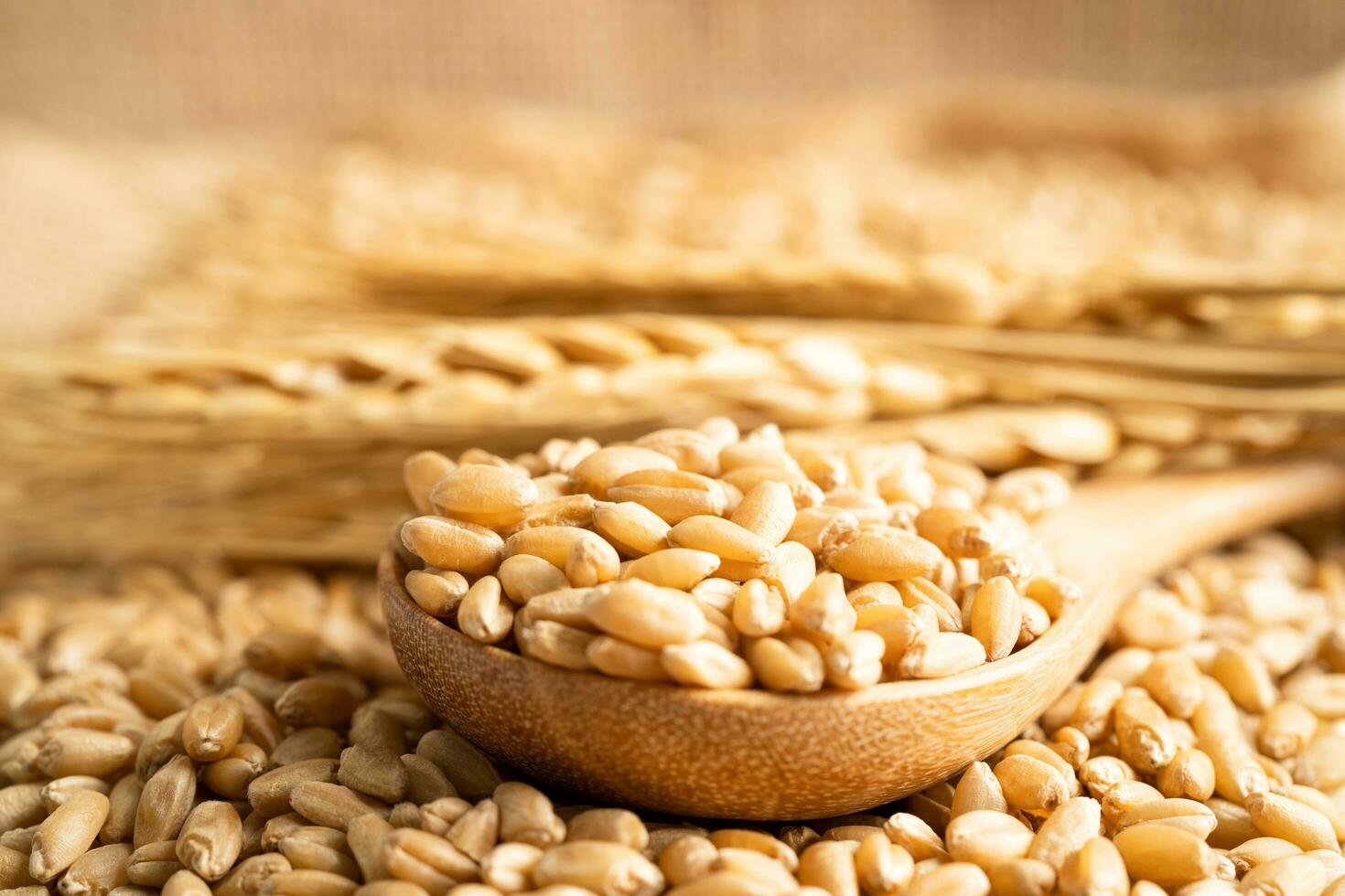 Grains wheat, trade export and economy concept. photo