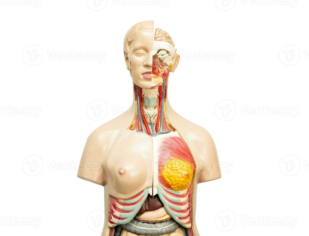 humano modelo anatomía para médico formación curso, enseñando medicina educación aislado en blanco antecedentes con recorte camino. foto