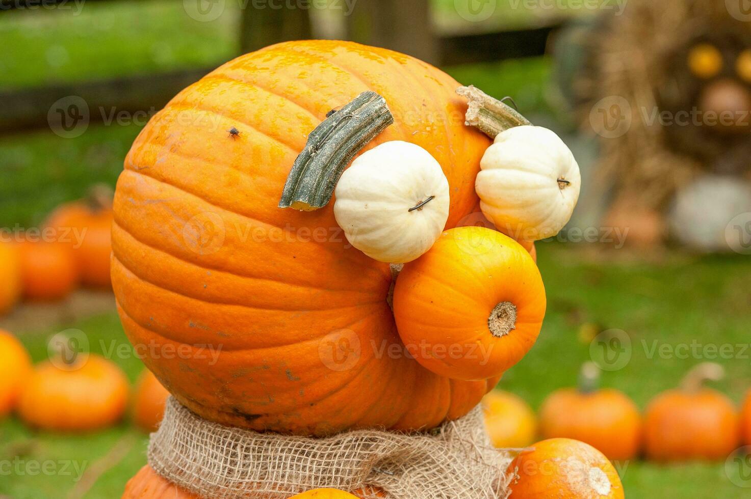 Pumpkins in the garden photo