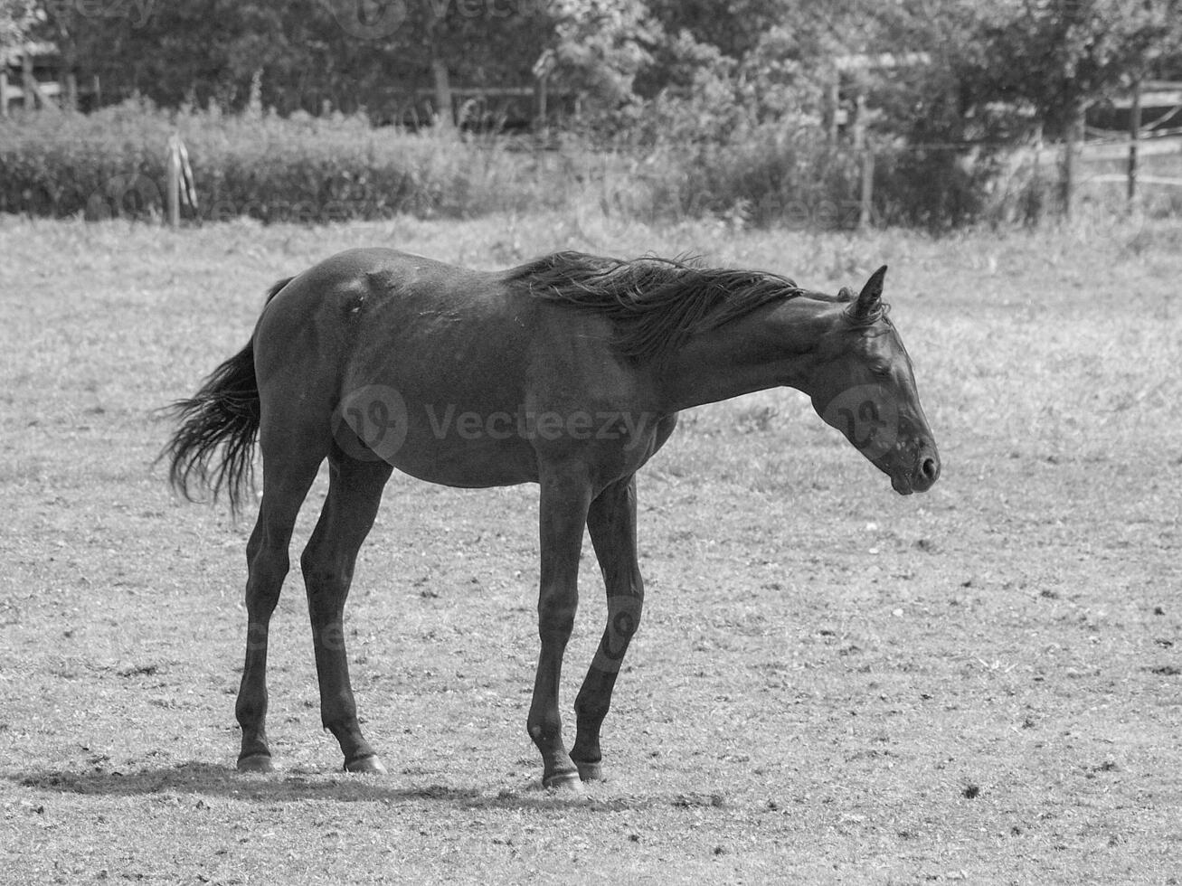 caballos en un medow en Westfalia foto