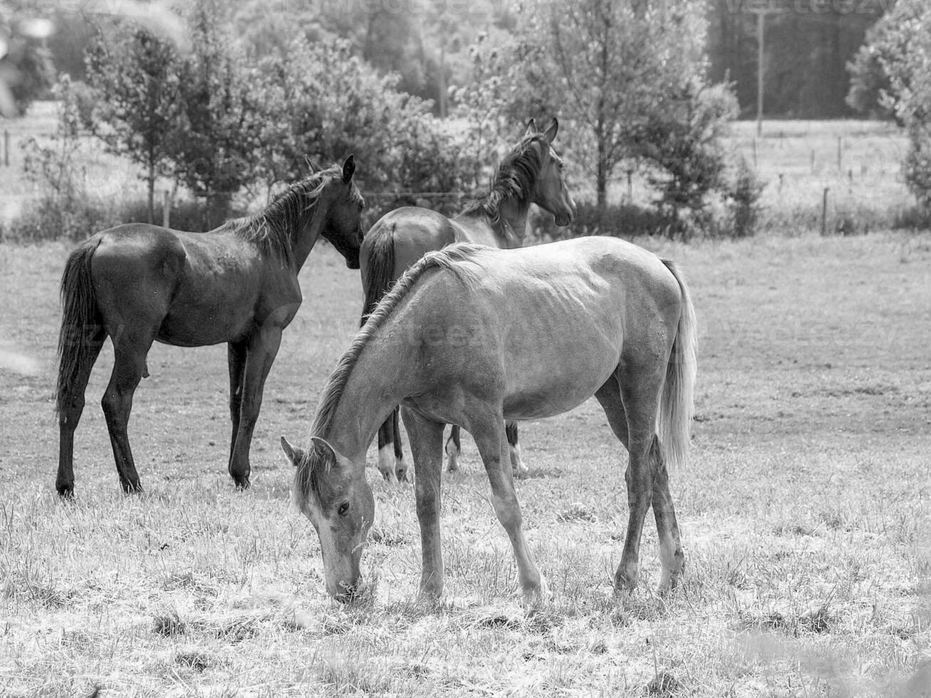 horses on a medow in westphalia photo