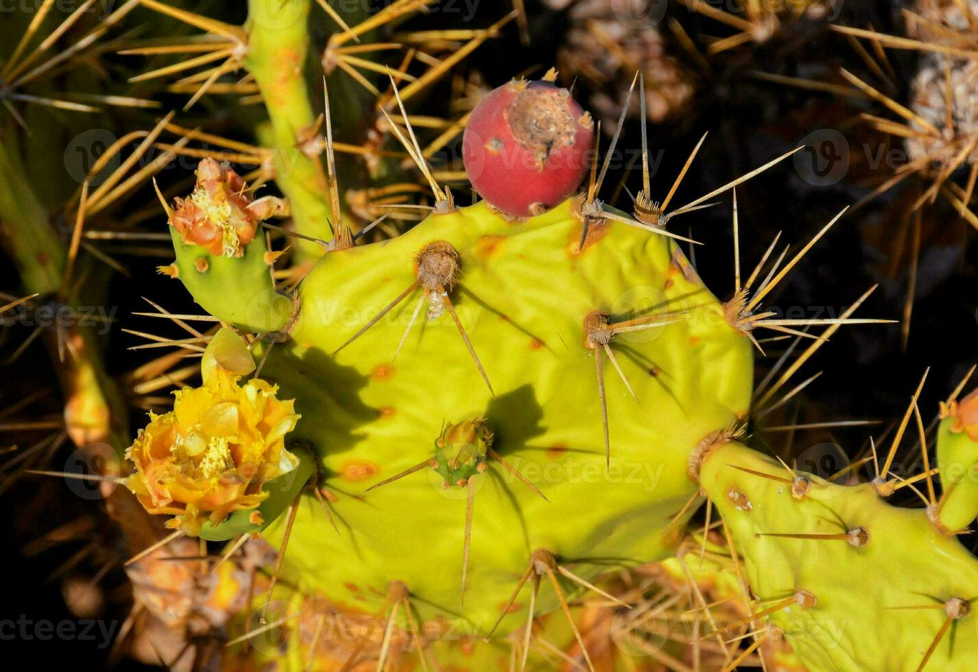 a cactus plant with a flower on it photo