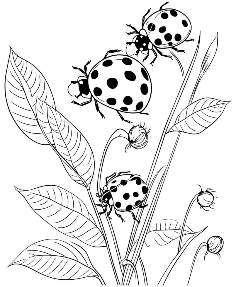 Seven spot ladybird coloring page vector