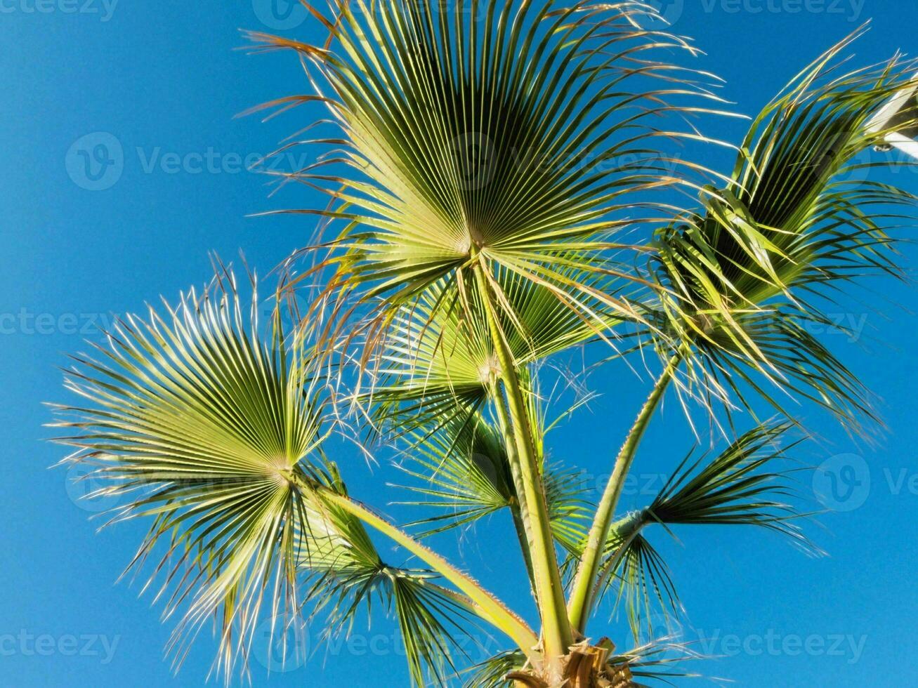 un palma árbol con hojas en contra un azul cielo foto