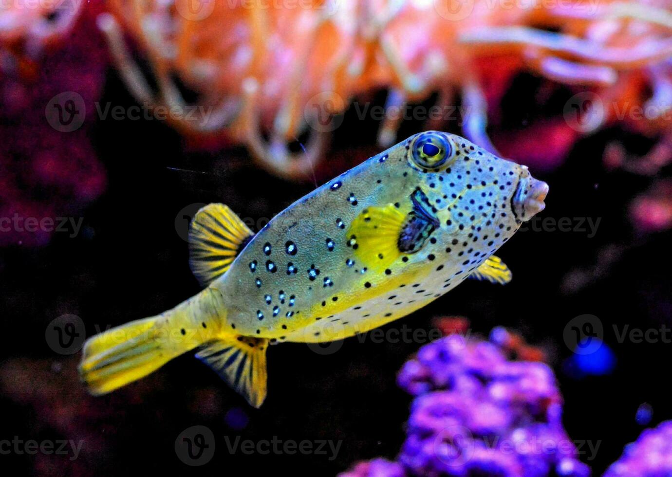 a yellow and blue puffer fish swimming in an aquarium photo