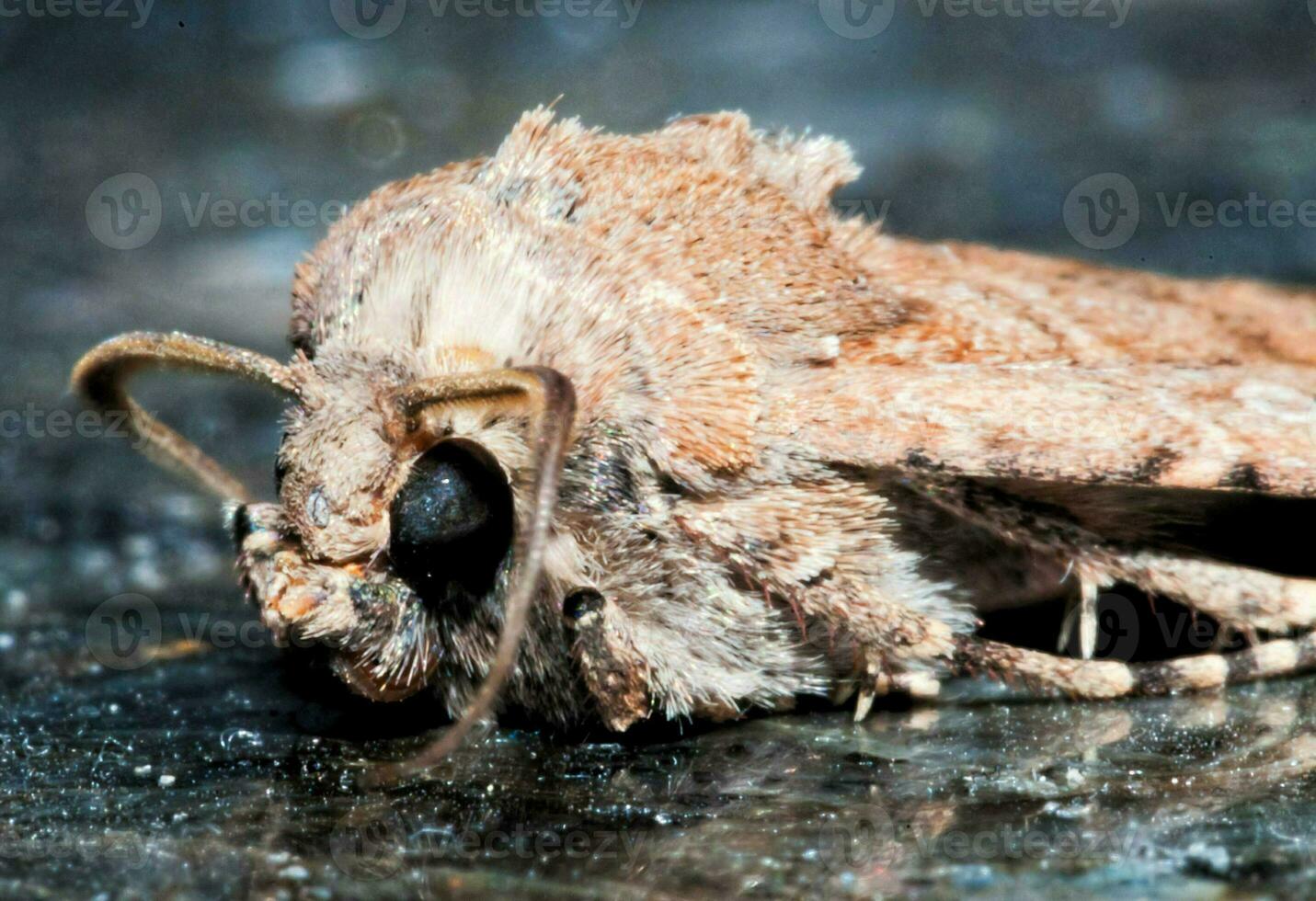 a close up of a moth on the ground photo
