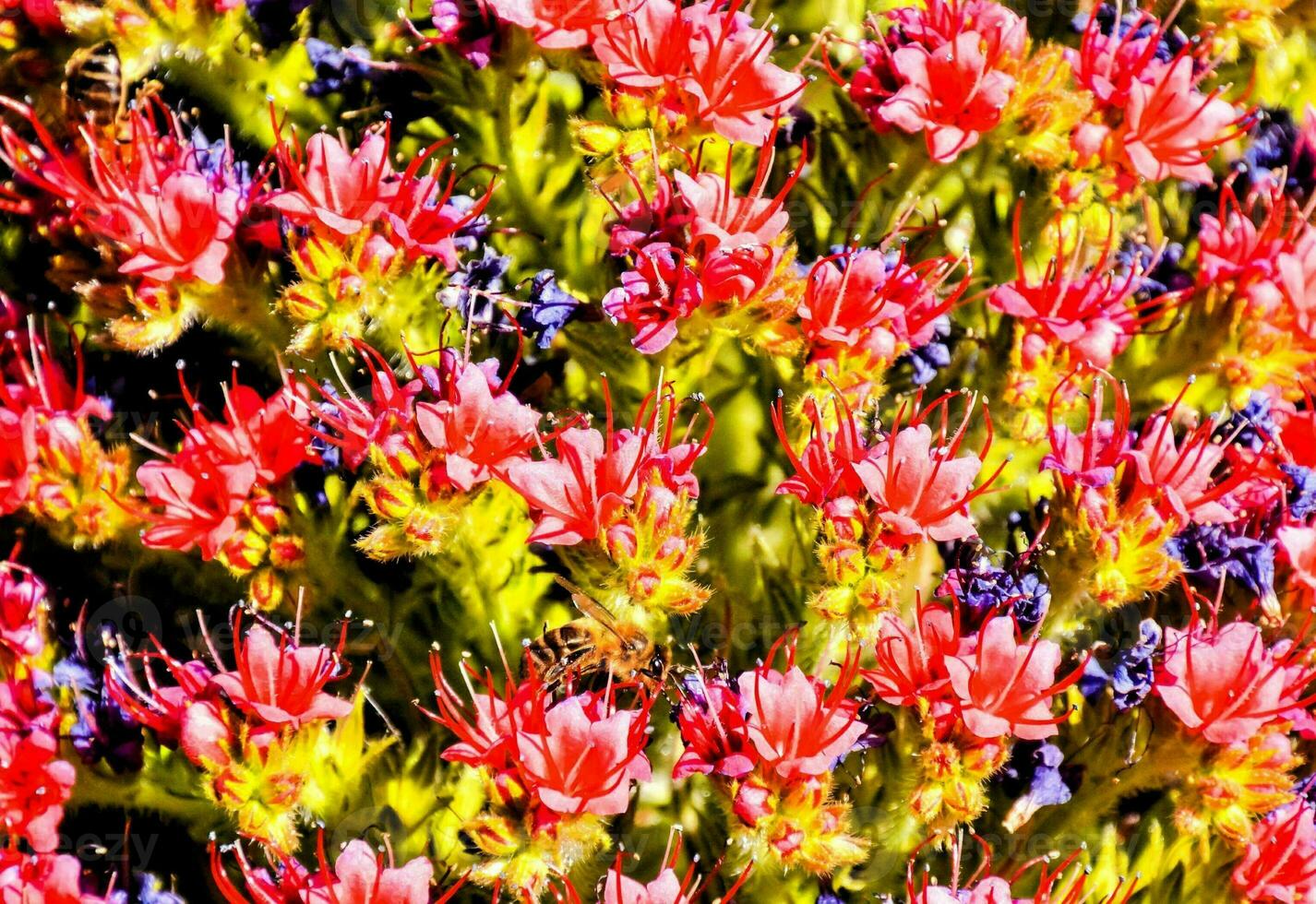 a close up of a bunch of red and purple flowers photo