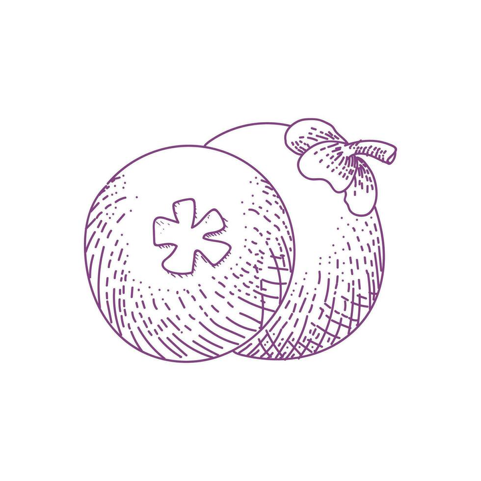Clásico retro mano dibujado grabado mangostán Fruta icono ilustración vector