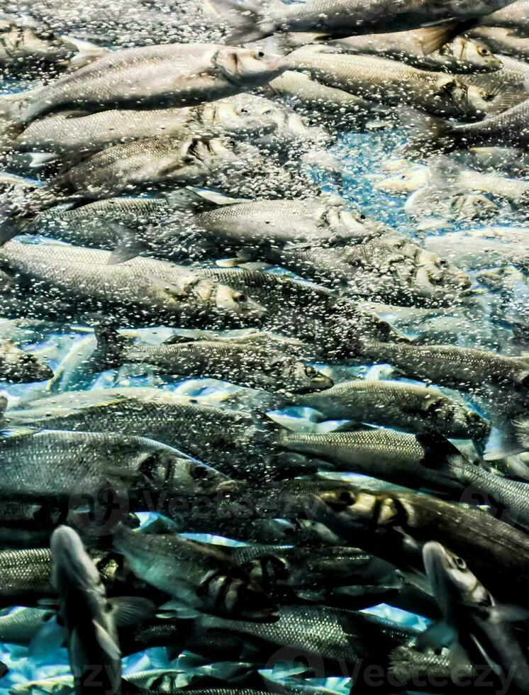 un grande grupo de pescado nadando en el agua foto