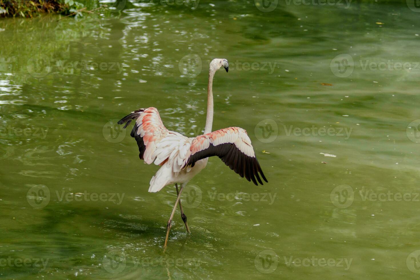 beautiful pink flamingos with beak and loose wings photo