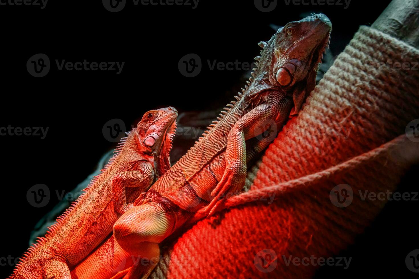 beautiful iguana lizard photo