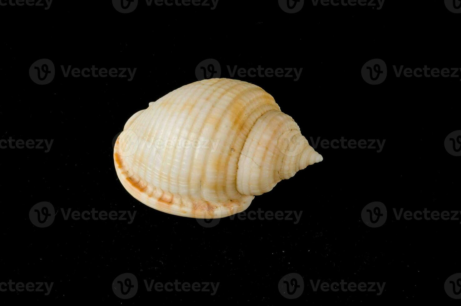 a close up of a shell photo