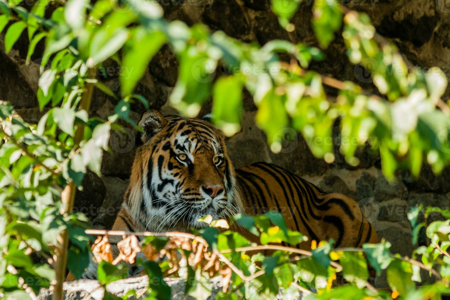 Tiger resting in the shade close up photo