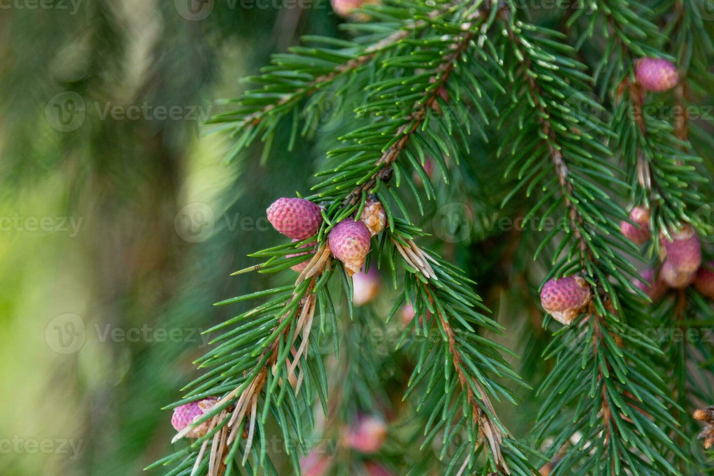 red young cones on branches of spruce photo