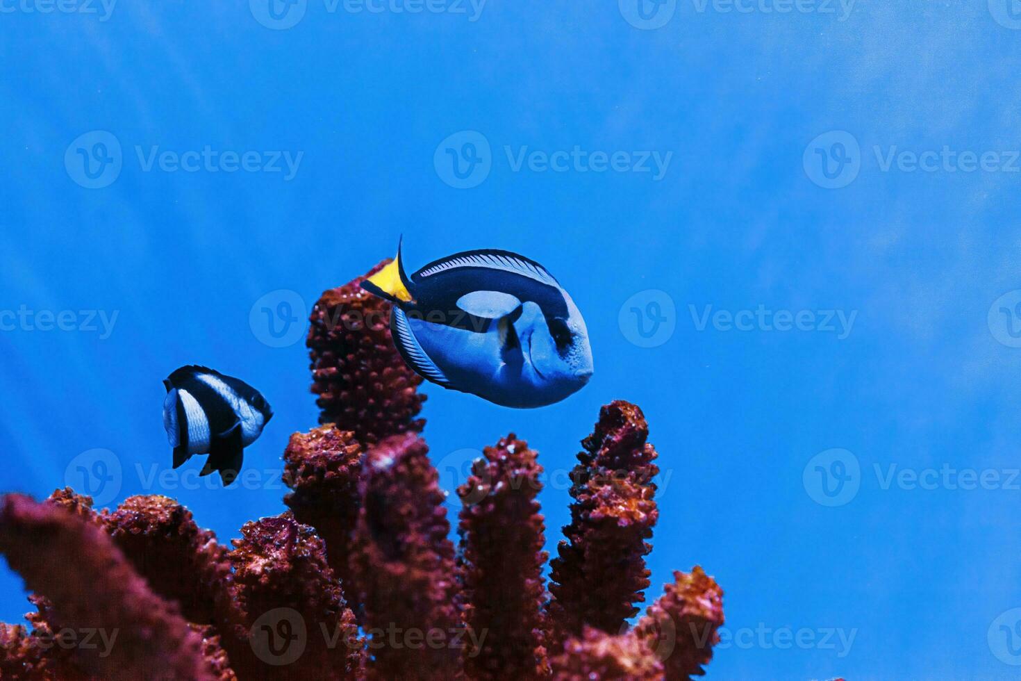 macro photography underwater paracanthurus hepatus photo