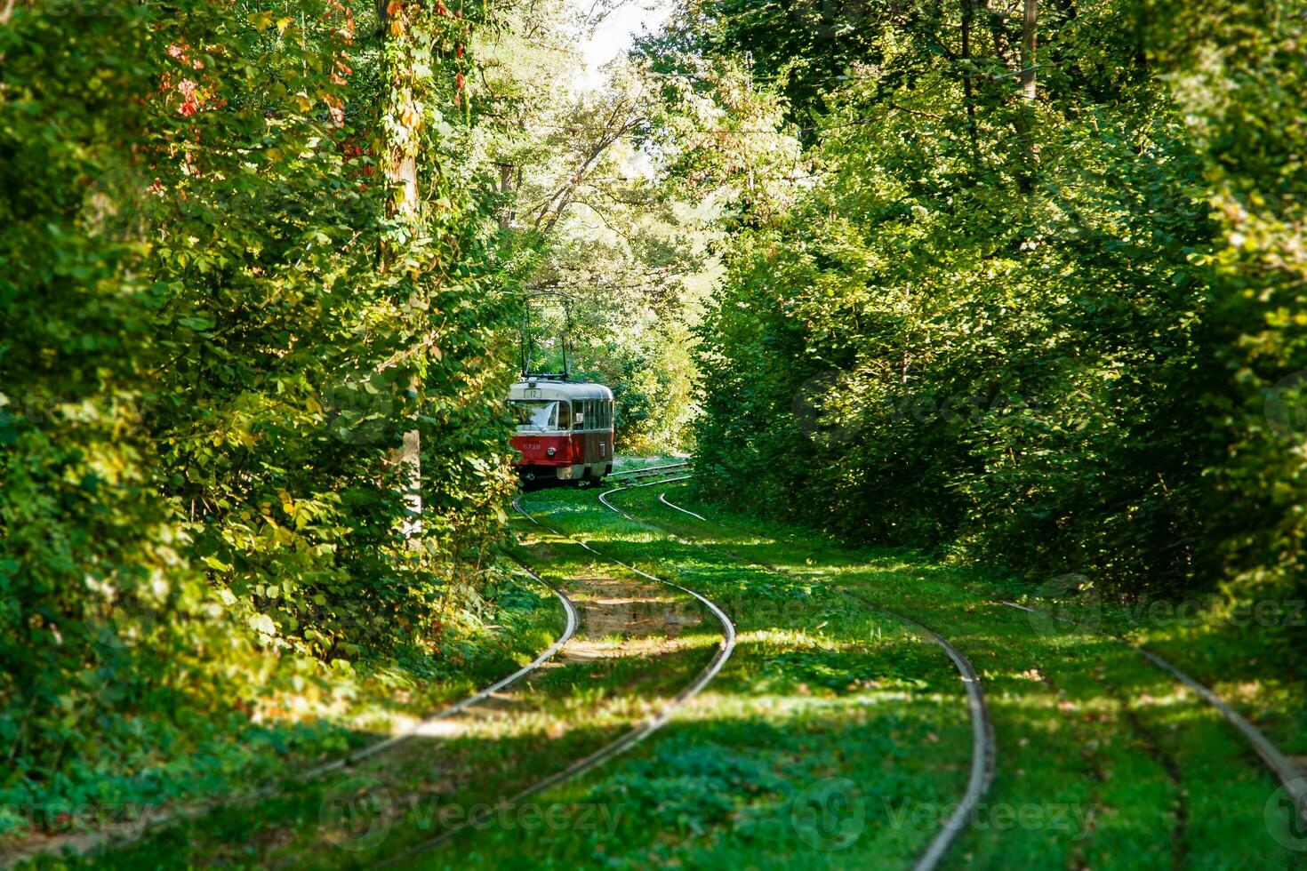 Tram and tram rails in colorful forest photo