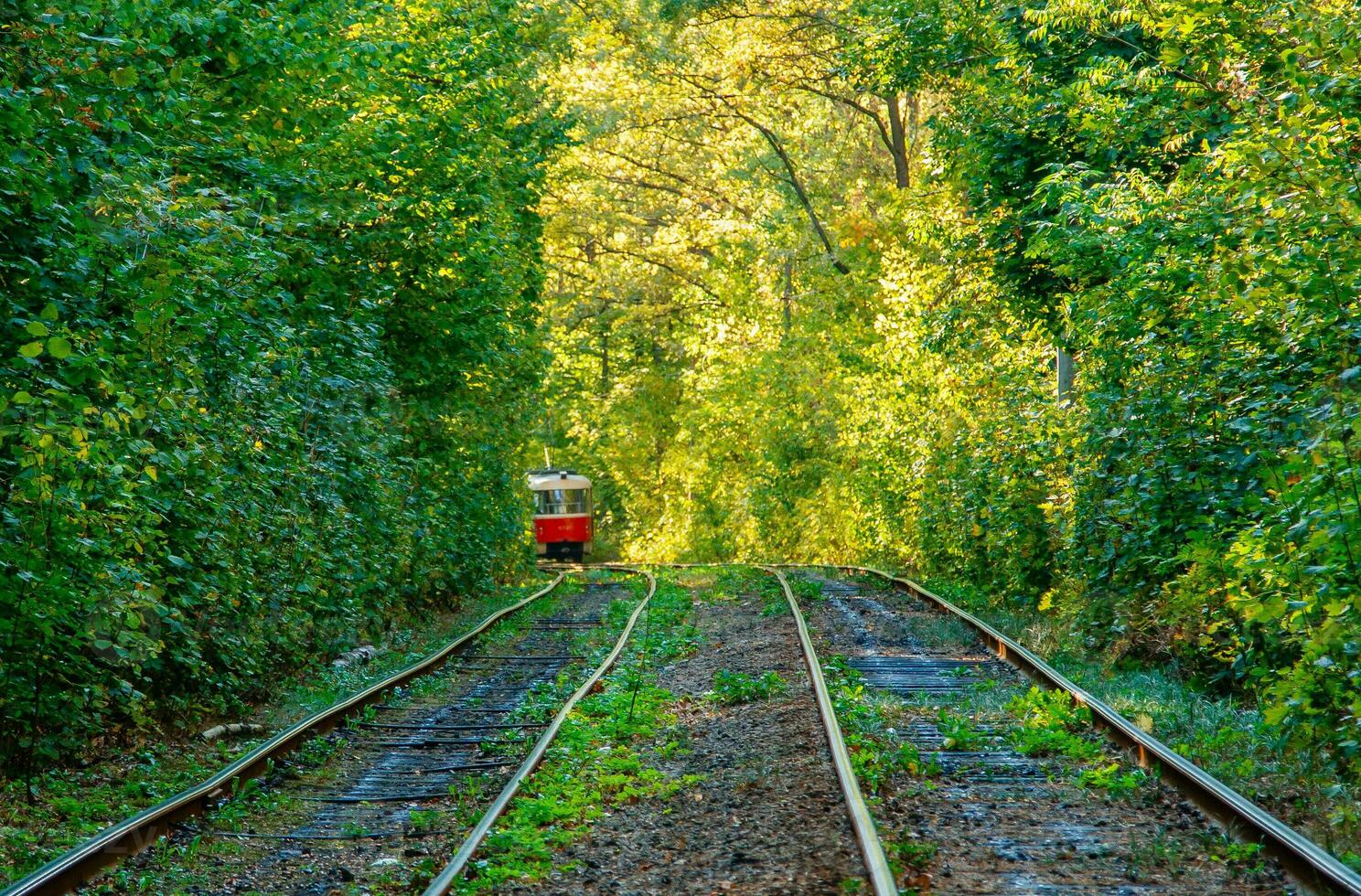 Tram and tram rails in colorful forest photo