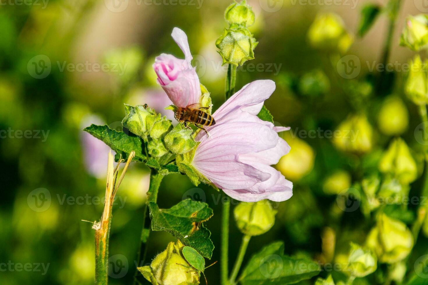 pink field colors with droplets and a stove collecting pollen photo