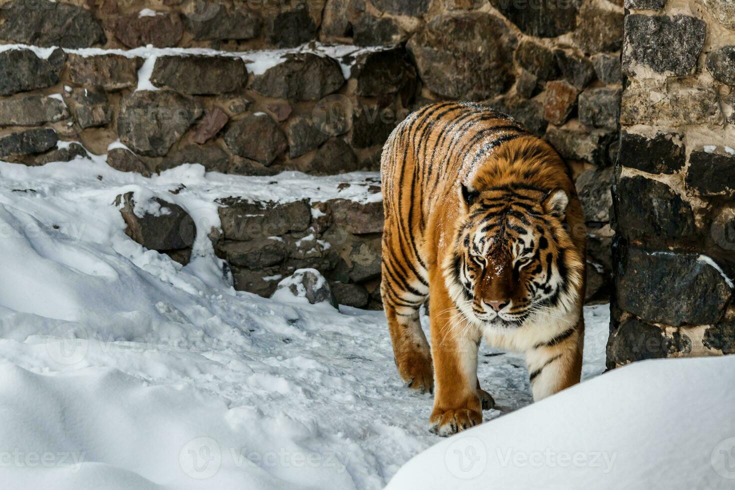 beautiful panthera tigris on a snowy road photo