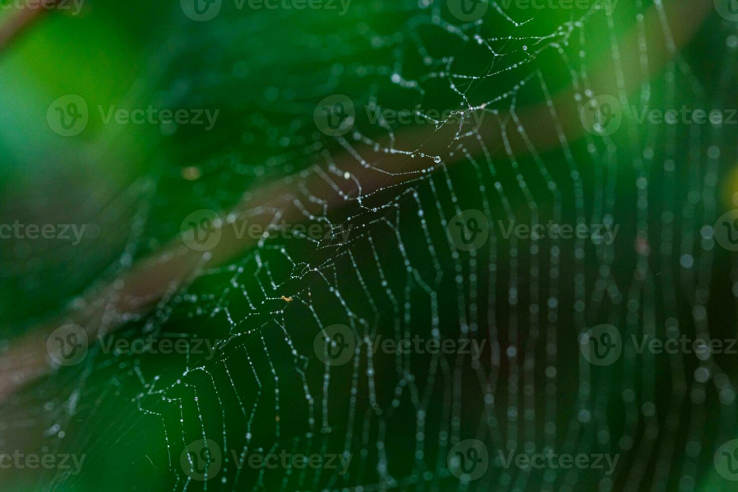 beautiful cobweb in the sun with dew drops photo