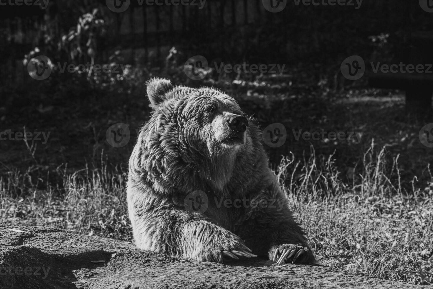 beautiful Tien Shan brown bear photo