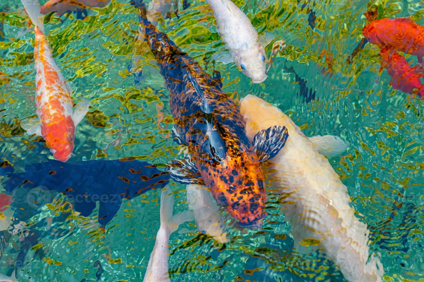 macro koi fish carps in water photo