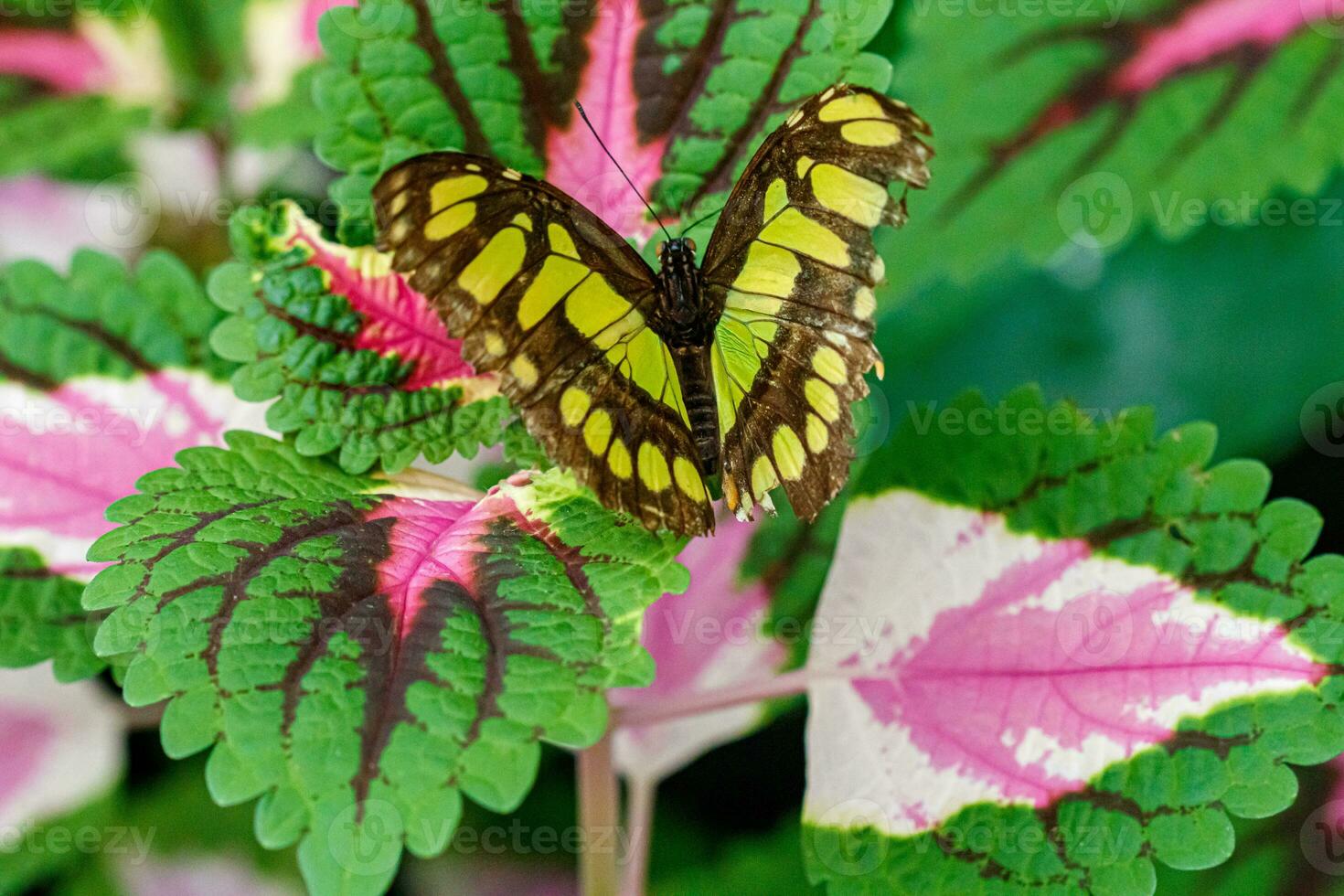 macro hermosa mariposa siproeta estelas foto