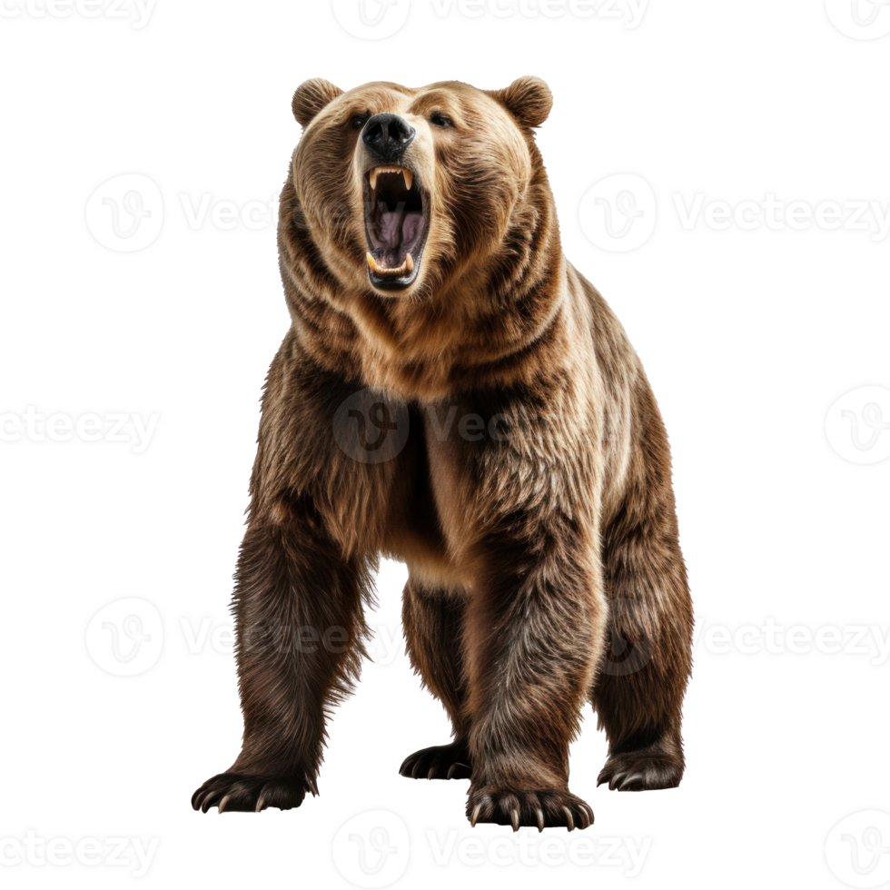 bear standing on its hind legs and growling isolated png