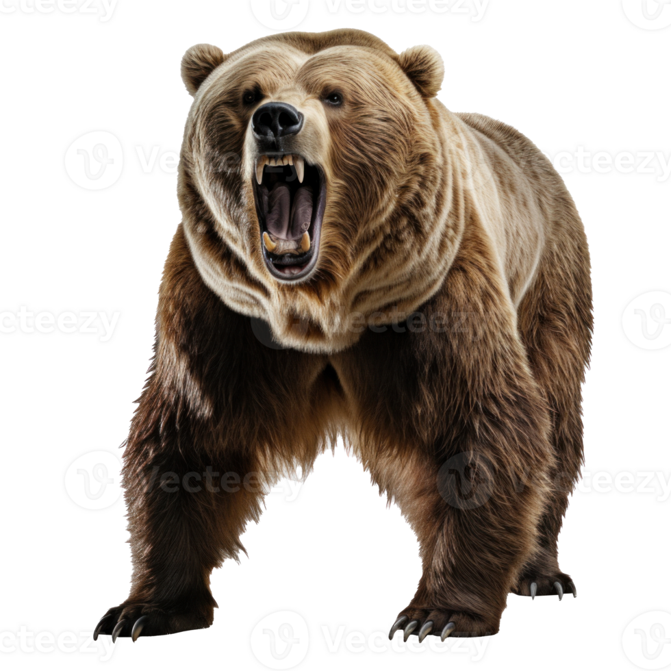 bear standing on its hind legs and growling isolated png