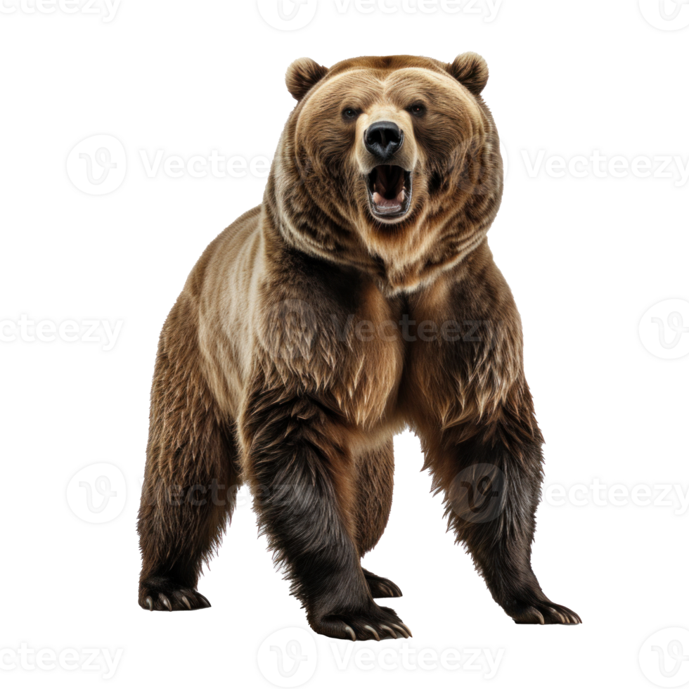 bear standing on its hind legs and growling isolated png