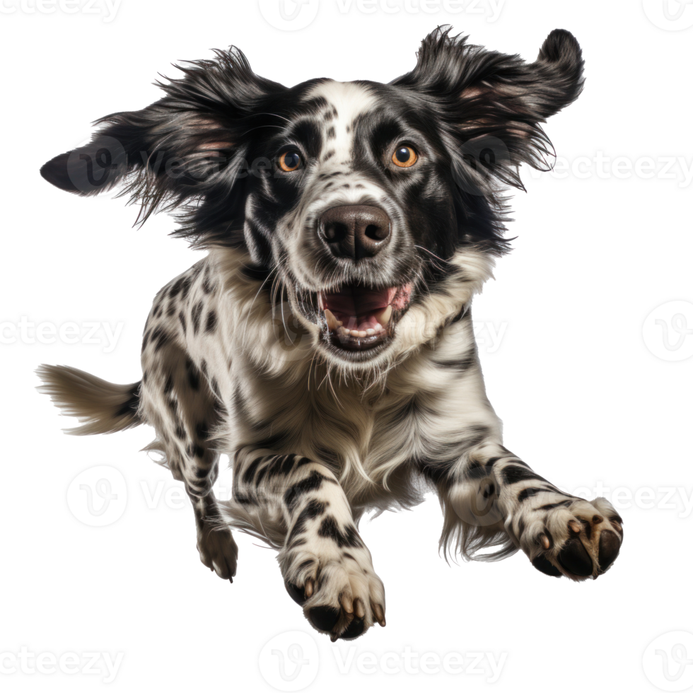 a dog in a jump isolated png