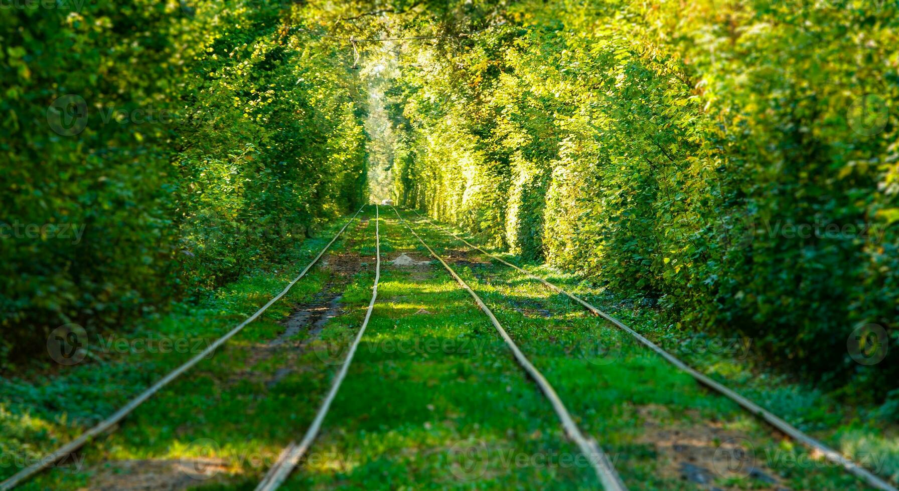 Tram and tram rails in colorful forest photo