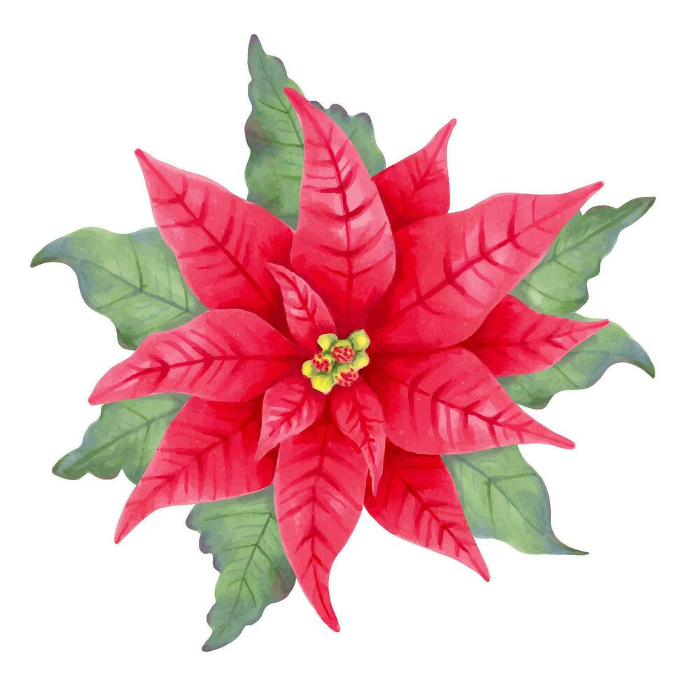 Poinsettia flowers for holiday decoration. Christmas and New Year. Realistic red poinsettia plant with star flower and leaves for Christmas winter holiday decoration.Hand drawn isolated illustration vector