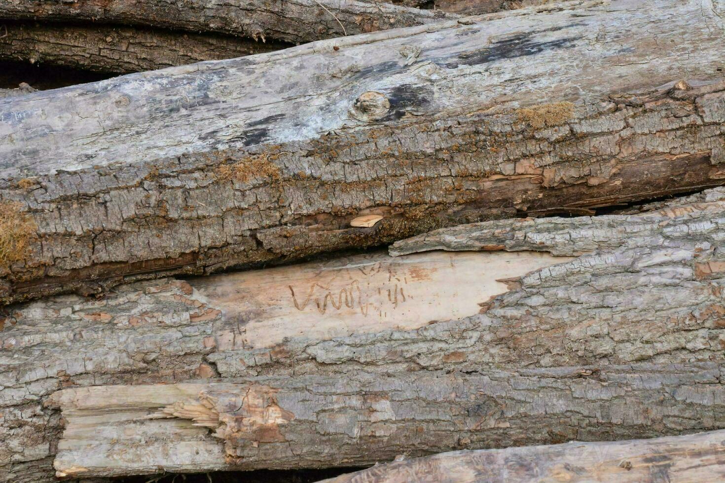 Background with logs photo