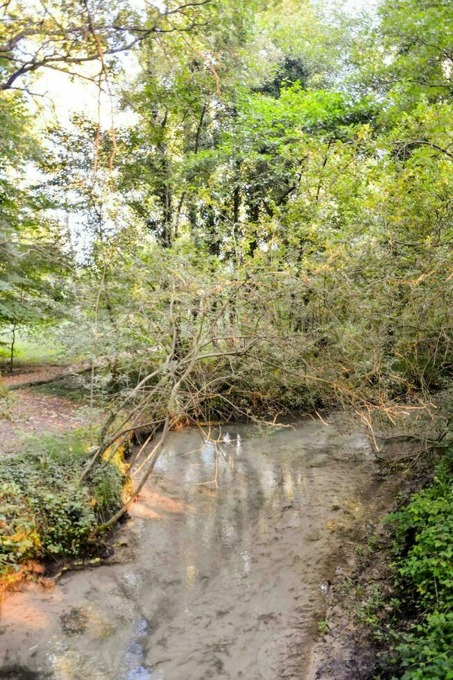 a small stream running through a wooded area photo