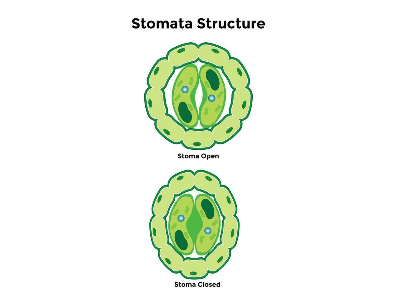 Stomata opening and closing vector illustration. Labeled educational scheme