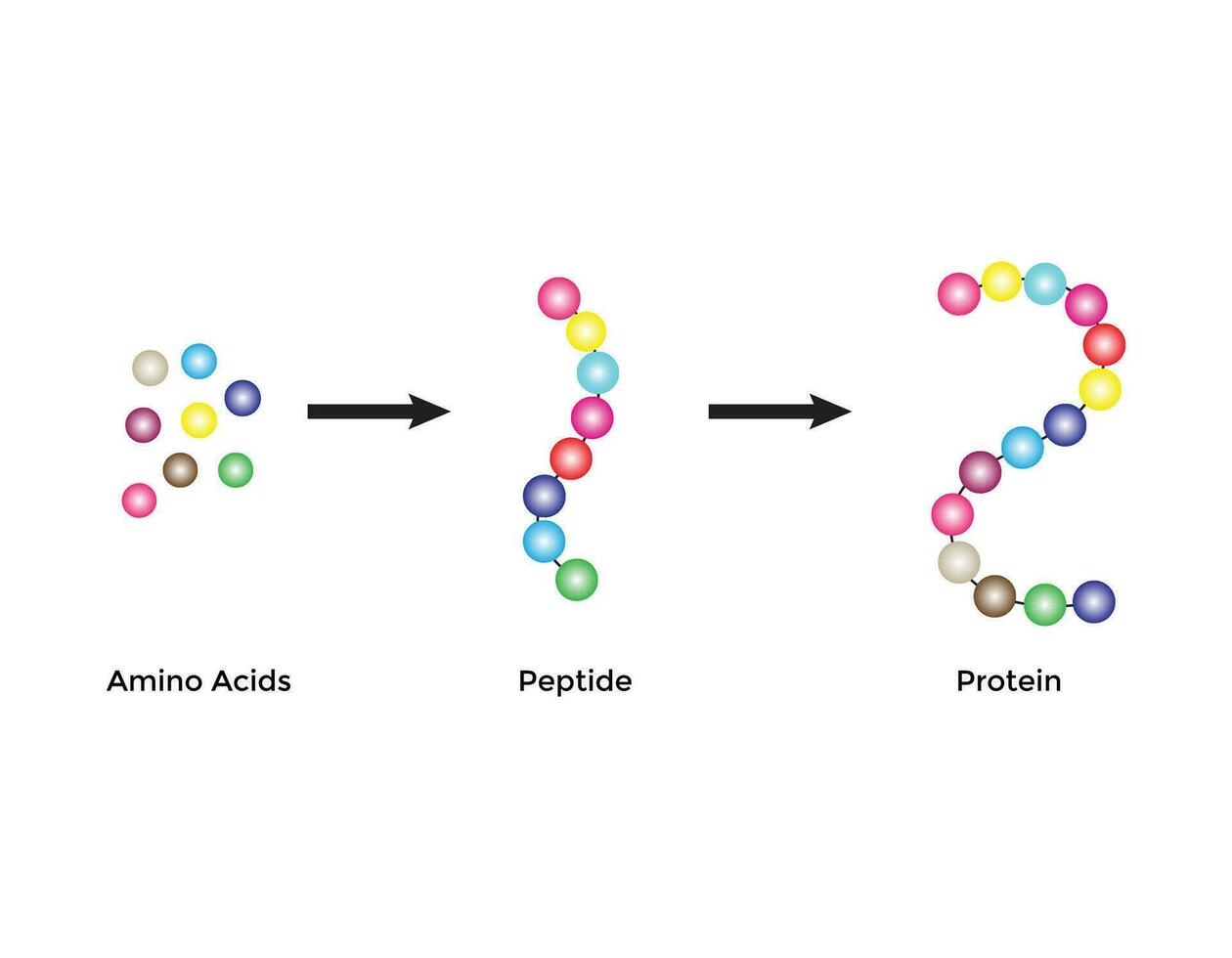 Scientific Designing of Biochemical Structure Of Amino Acids, Peptides And Proteins Molecular Model. Vector Illustration.