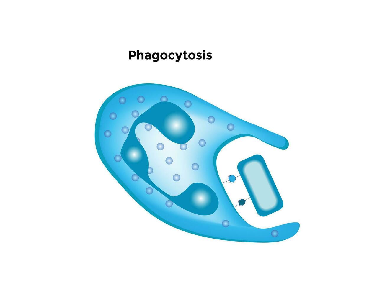 fibroblasto, un célula en el dermis, conectivo pañuelo de papel celúla, fibrosis. sencillo estructura de humano fibroblasto celúla. vector ilustración.