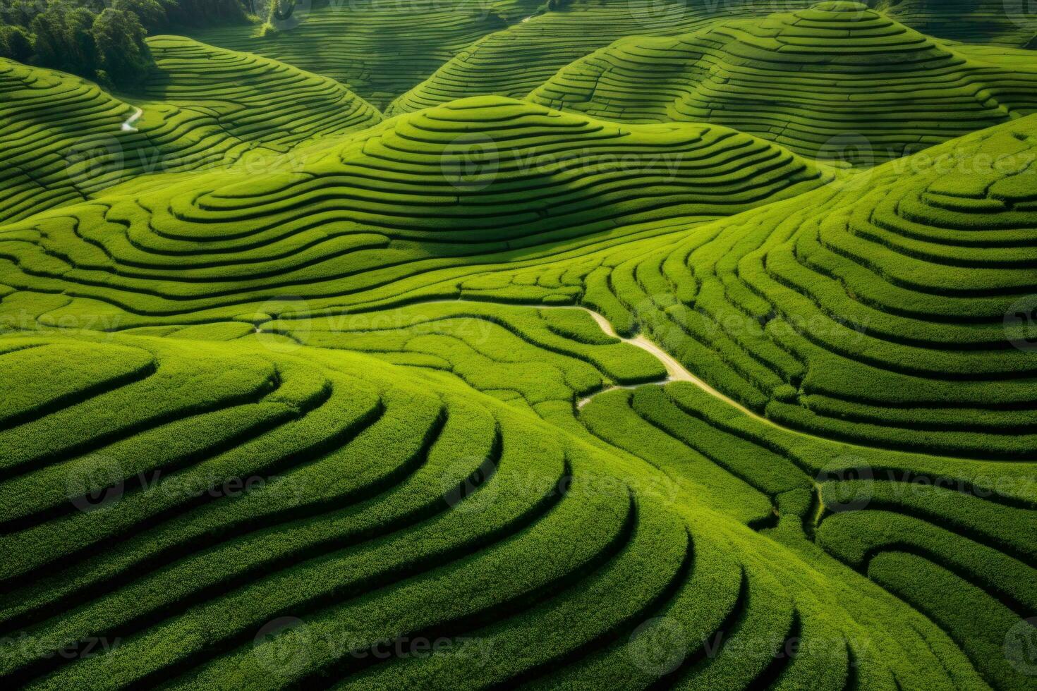 Tea field plantation background. photo shot from a drone to fields and hills with tea or rice