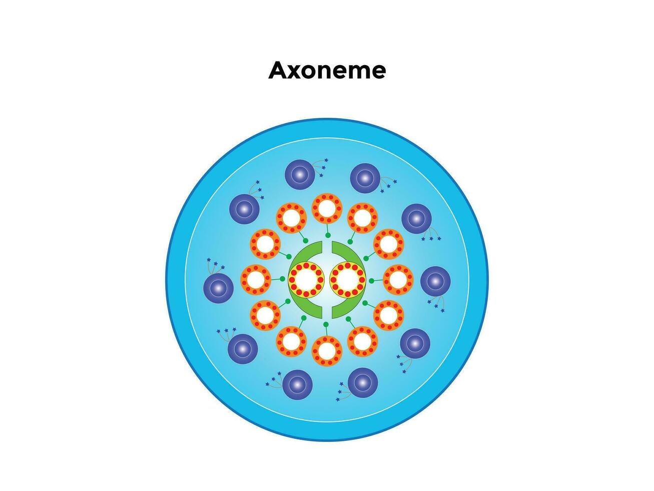 Axoneme is the part of flagella and cilia that lies outside the cell and is anchored inside the cell via a basal body. vector