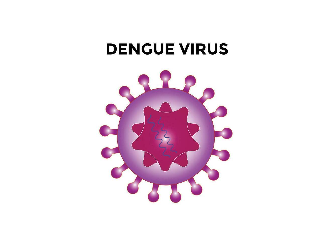 Dengue virus. Dengue virus DENV is the cause of dengue fever. It is a mosquito-borne, single positive-stranded RNA virus. Virion includes RNA strands, proteins, and envelopes. vector