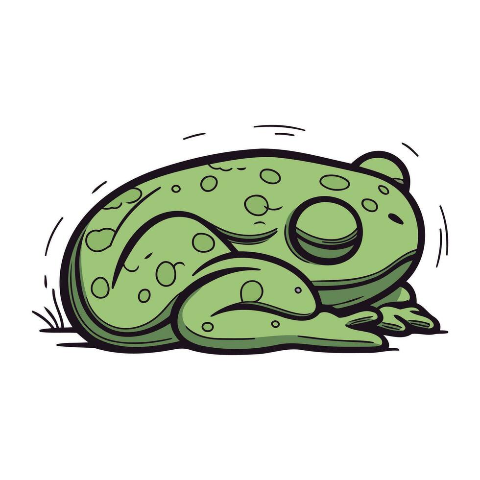 Frog. Vector illustration of a green frog. Hand drawn frog.