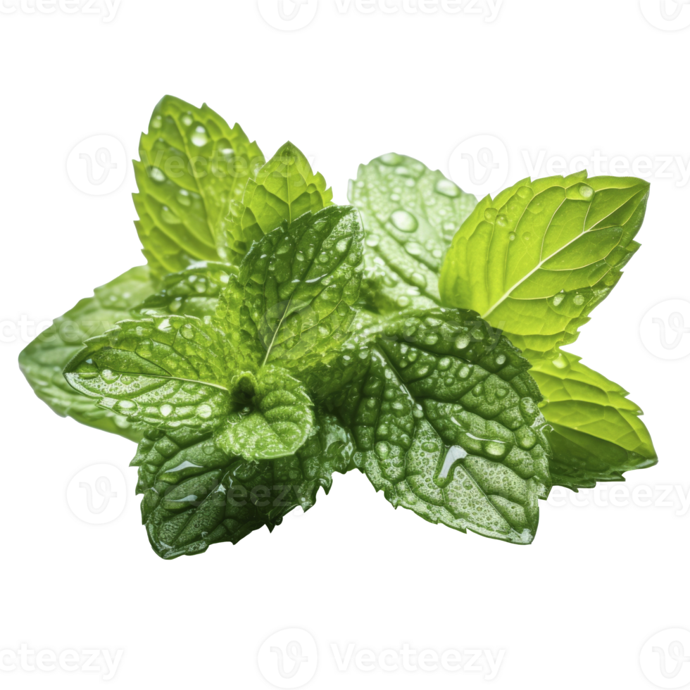 menta le foglie con acqua gocce, isolato png