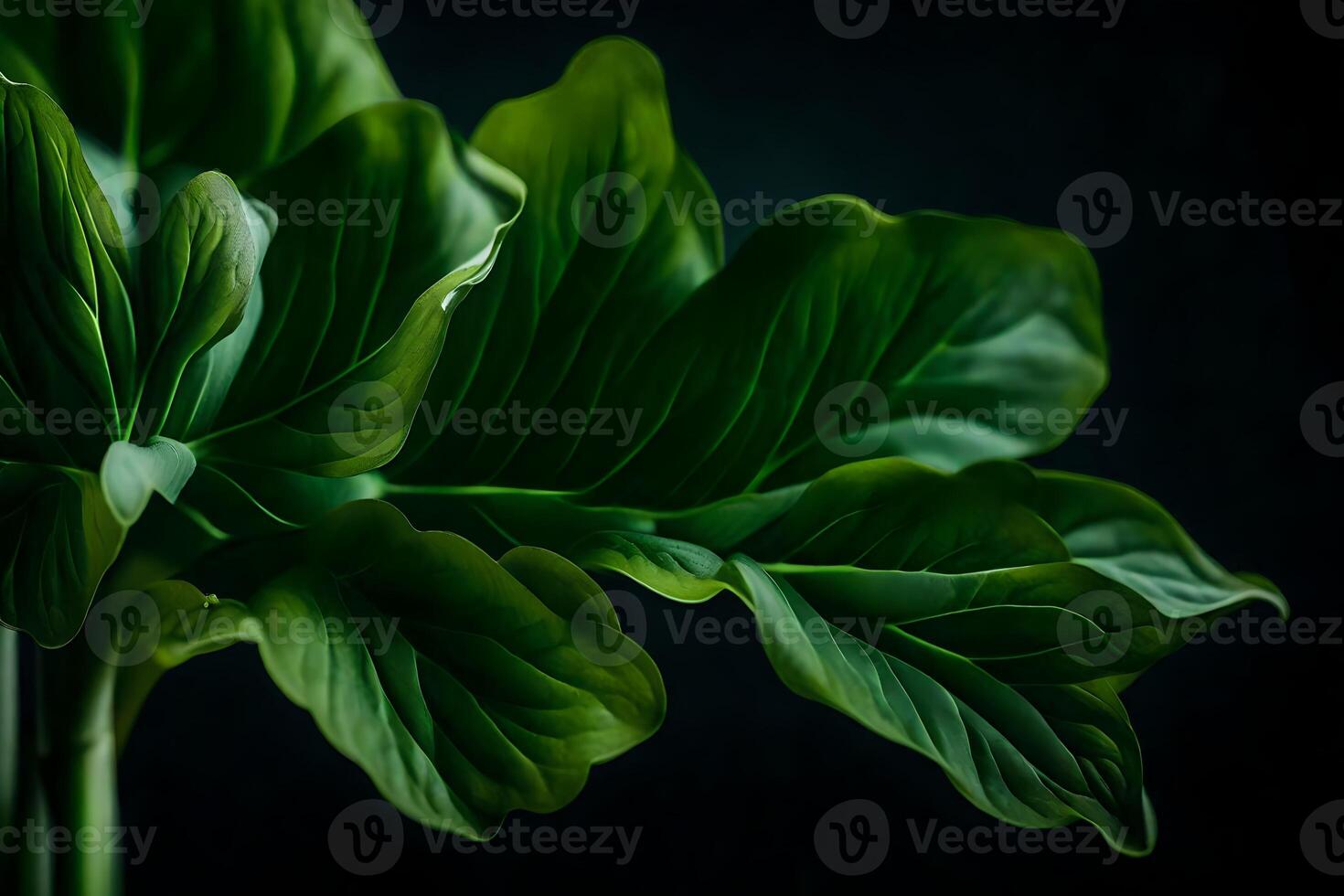 The camera is focused on Choy, who is alone in a studio with a dark background Please rewrite the text using simpler words photo