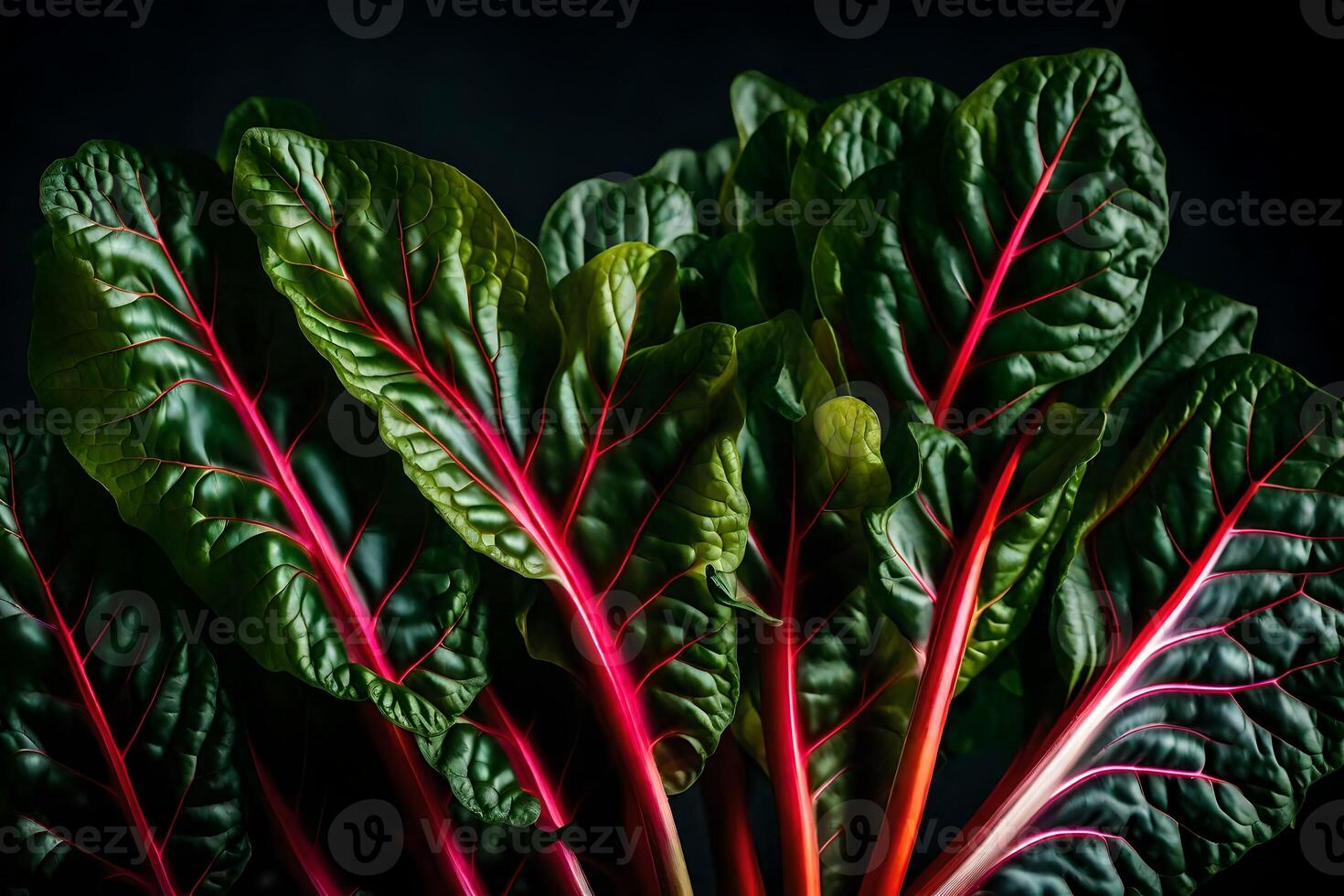Take a closer look at Swiss Chard, which is shown in a studio set with a black background photo