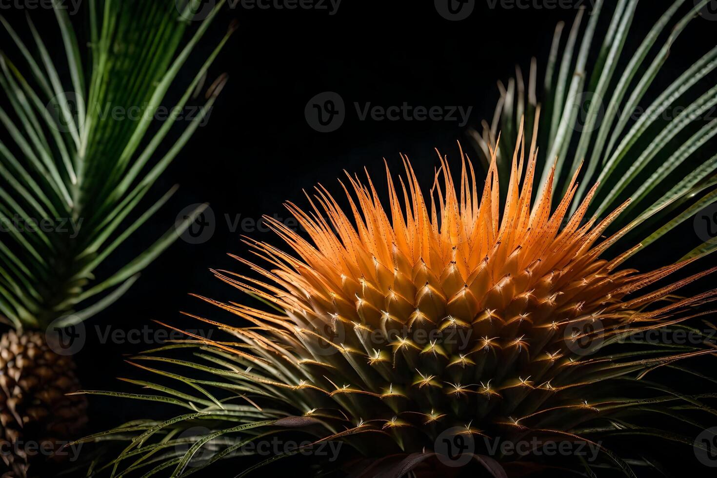 Zoom in on a Sago Palm Fruit with a dark background in a studio photo