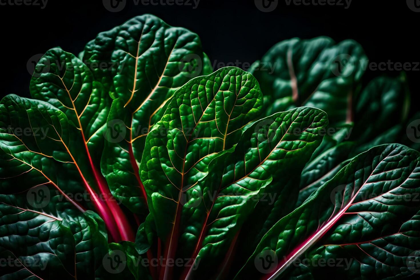 Take a closer look at Swiss Chard, a vegetable that is being displayed in a studio with a plain black background photo