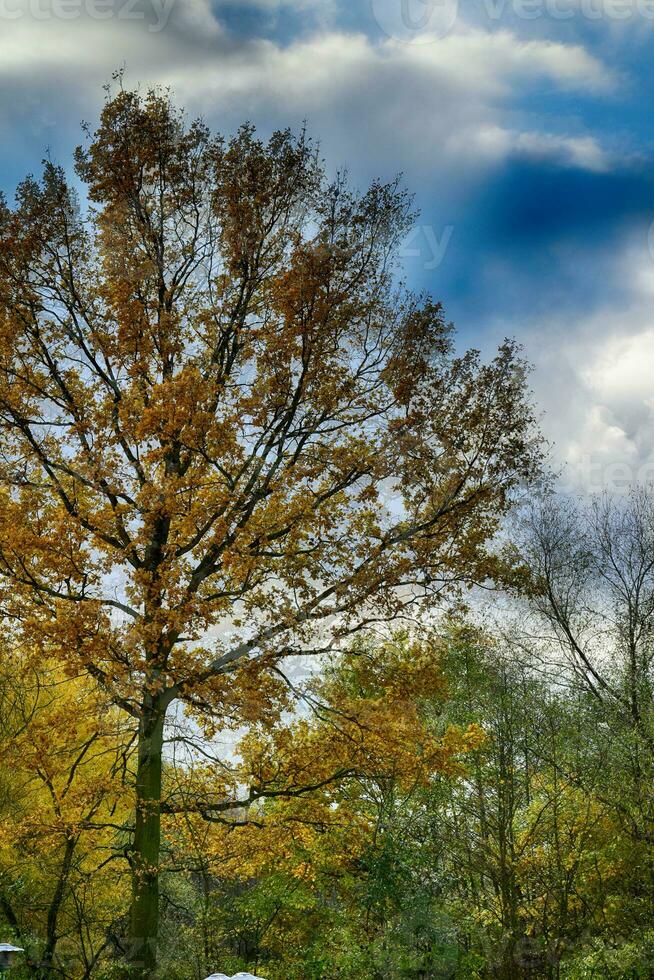 dorado otoño paisaje lleno de caído hojas en el parque foto