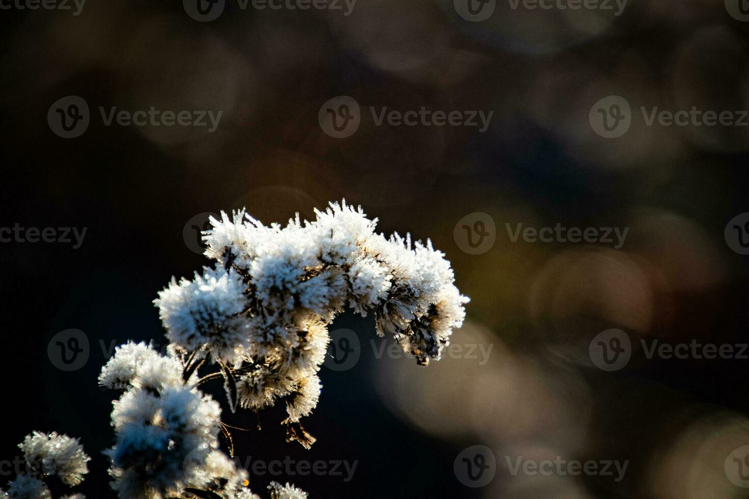plants in a cold frosty winter morning covered with white frost photo