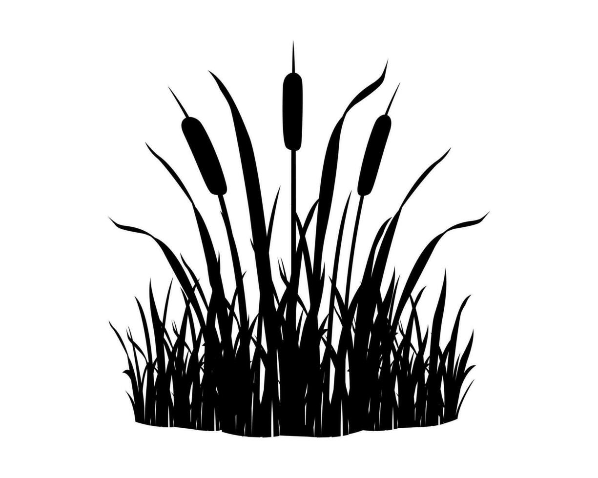 Reeds in grass on white background. Black silhouette of wild swamp vegetation element. River plant vector